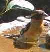 Black Headed Grosbeak - grid24_3