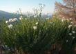 Romneya coulteri,  Matilija Poppy thicket - grid24_3