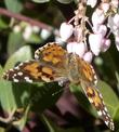 An American Beauty Butterfly on Mama Bear Manzanita  - grid24_3
