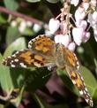 An American Beauty Butterfly on Mama Bear Manzanita  - grid24_24