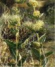 Asclepias erosa Desert Milkweed down by Phelan - grid24_3