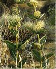 Asclepias erosa Desert Milkweed down by Phelan - grid24_24