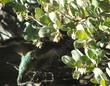 Arctostaphylos silvicola,  Ghostly Manzanita with an Anna Hummingbird - grid24_3