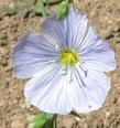 Here is a photo of one single blue flower, with a small flower bud at the top of the flower, of Linum lewisii, Blue Flax. - grid24_3