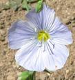 Here is a photo of one single blue flower, with a small flower bud at the top of the flower, of Linum lewisii, Blue Flax. - grid24_24