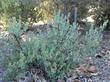 Del Mar manzanita in the ground at Santa margarita - grid24_3