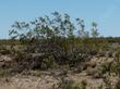 Creosote Bush, Larrea tridentata  bush - grid24_24