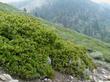 Arctostaphylos patula, Greenleaf Manzanita at a higher elevation in the Sierras. When the get 3-5 meters of snow on them they lay low. - grid24_3