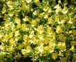 Long Flowered monkey flower in full flower. Imagine a flower like this that you do not have to water. Drought tolerant in places like Santa Barbara and Los Angeles. - grid24_24