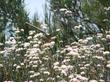 Eriogonum fasciculatum foliolosum California Buckwheat with a Checkerspot on it. - grid24_24