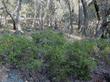 Arctostaphylos hookeri, Wayside Manzanita loves part shade. Drought tolerant next to the coast in central and northern California. - grid24_3
