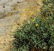 Acton Encelia, Mountain Bush Sunflower, Encelia actoni in flower. Bushes can be three feet high in southern California gardens. - grid24_3