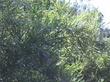 Salix hindsiana hindsiana, Sandbar Willow - grid24_24