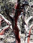 Arctostaphylos obispoensis San Luis Obispo Manzanita  with old bark - grid24_3