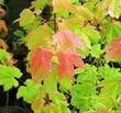 Acer circinatum Vine Maple fall color - grid24_3