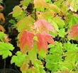 Acer circinatum Vine Maple fall color - grid24_24