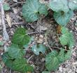Asarum hartwegii Marbled  Wild Ginger - grid24_3