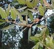 Quercus wislizenii, Interior Live Oak leaves. - grid24_3