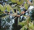 Quercus wislizenii, Interior Live Oak leaves. - grid24_24