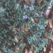 Penstemon purpusii is really cute, but was a pain for us. - grid24_3