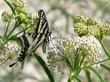 Asclepias fascicularis, Narrow-leaf milkweed with Swallowtail butterfly - grid24_3