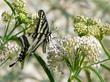 Asclepias fascicularis, Narrow-leaf milkweed with Swallowtail butterfly - grid24_24