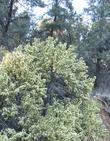 Purshia glandulosa ,Desert bitterbrush as bush in flower - grid24_24