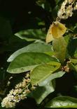 Western Chokecherry, Prunus virginiana demissa with Dogface Butterfly - grid24_3