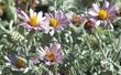 Corethrogyne filaginifolia, Silver carpet, Common Corethrogyne  has pink flowers and gray foliage. - grid24_3