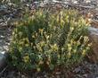 Ericameria cuneata Wedgeleaf Goldenbush - grid24_3