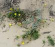 Suncup or Beach Evening Primrose growing about 10 feet above the water line in beach sand. - grid24_3