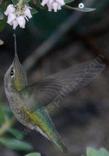 Anna's hummingbird on Arctostaphylos refugioensis, Refugio Manzanita. - grid24_24