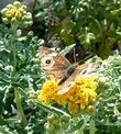 Eriophyllum staechadifolium var. artemisiaefolium, Yellow Yarrow, is here being visited by a Buckeye butterfly (with frayed wing edges).  - grid24_3