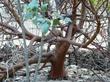 The trunk of Frazier Park Big Berry Manzanita - grid24_3