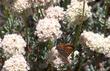 Eriogonum fasciculatum var. polifolium, Eastern Mojave buckwheat  with Mormon Metalmark Butterfly - grid24_3