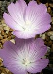 A close up of Sidalcea malviflora from the hills around San Luis Obispo. - grid24_24