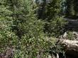 Arctostaphylos patula in it's habitat above Big Bear under White fir and Jeffrey Pine. - grid24_24