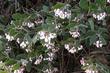 La Panza Manzanita was introduced by us and is a gray manzanita that grows into a 3 foot round mound covered with flowers. - grid24_3
