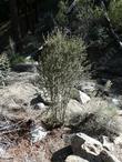 A young Cercocarpus ledifolius above Big Bear. - grid24_24