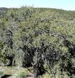 One of the small trees of cercocarpus ledifolius that makes up a miniature forest southeast of Big bear. - grid24_24