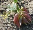 Astragalus douglasii 7000ft hwy-38 south of Big Bear. - grid24_24
