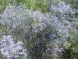 This picture of Ceanothus parryii in the wild was sent to us by a customer up in Northern California. - grid24_3