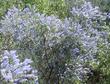 This picture of Ceanothus parryii in the wild was sent to us by a customer up in Northern California. - grid24_24