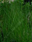green California native grass, Agrostis pallens - grid24_24