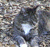Whitepaws finally died of old age at about 15. She was a nice cat, but she killed many a bird, lizard and rabbit. - grid24_3