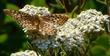A Coronis Fritillary, Speyeria coronis on California Yarrow, Achillea millefolium californica - grid24_24