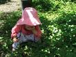 Fragaria californica Wood Strawberry is edible and although small, tasty It makes a low ground cover in moist shade. - grid24_3