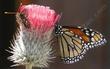Monarch and Checkerspot butterflies on a Venus Thistle - grid24_24