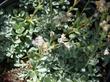 Antennaria microphylla, Littleleaf Pussytoes, Rosy Pussytoes, Smallleaf pussytoes and Small leaf everlasting - grid24_24