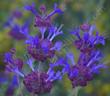 Salvia Celestial Blue is REALLY blue. Native plants are wonderfully fragrant and colorful. Celestial Blue has grown into a six ft. bush with no irrigation in both Los Angeles and San Diego. You'll have to water it a few times to start it, but then it's a natural! - grid24_24